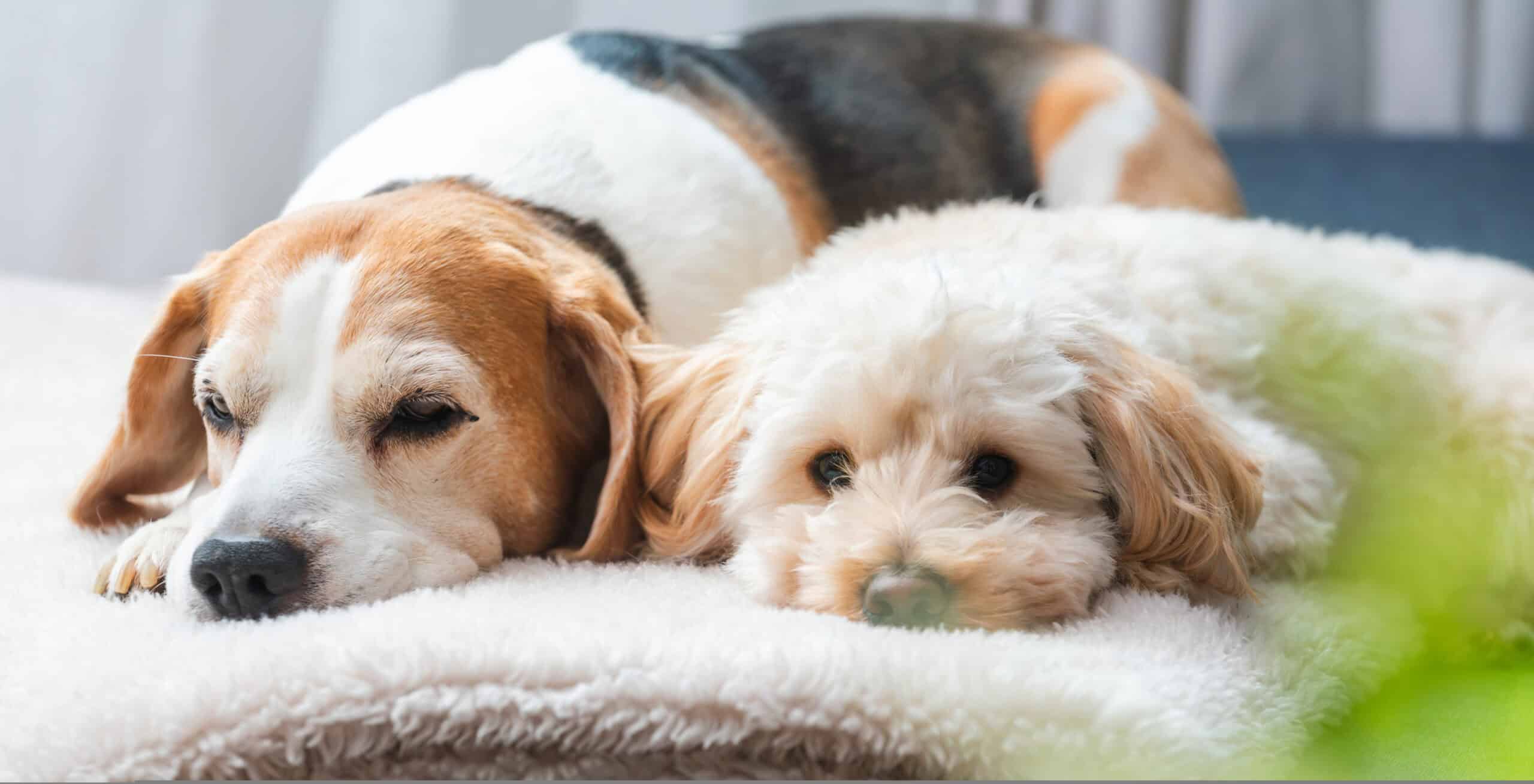 A senior beagle and a maltipoo puppy resting peacefully together on a soft blanket