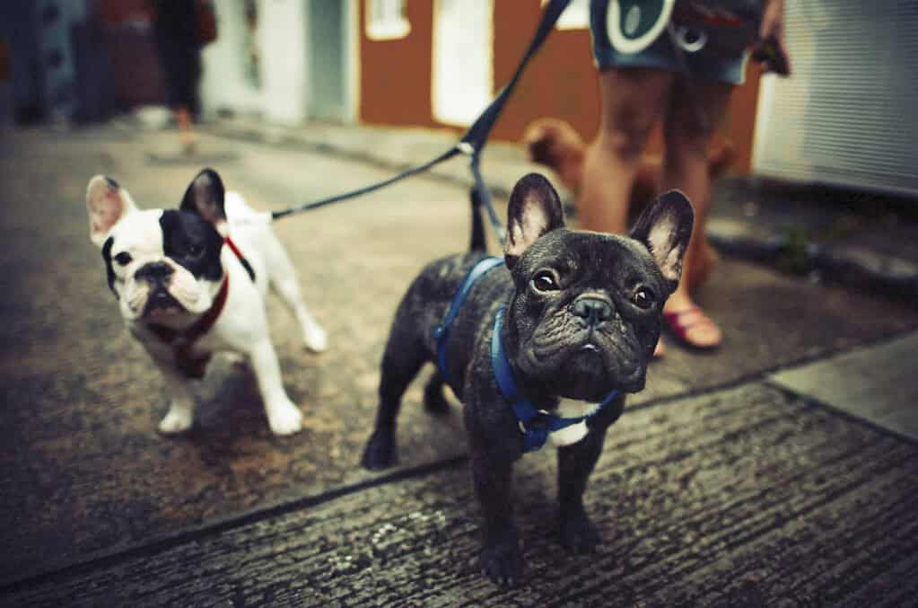 Two French Bulldogs on leashes with designer pet ID tags in an urban setting.