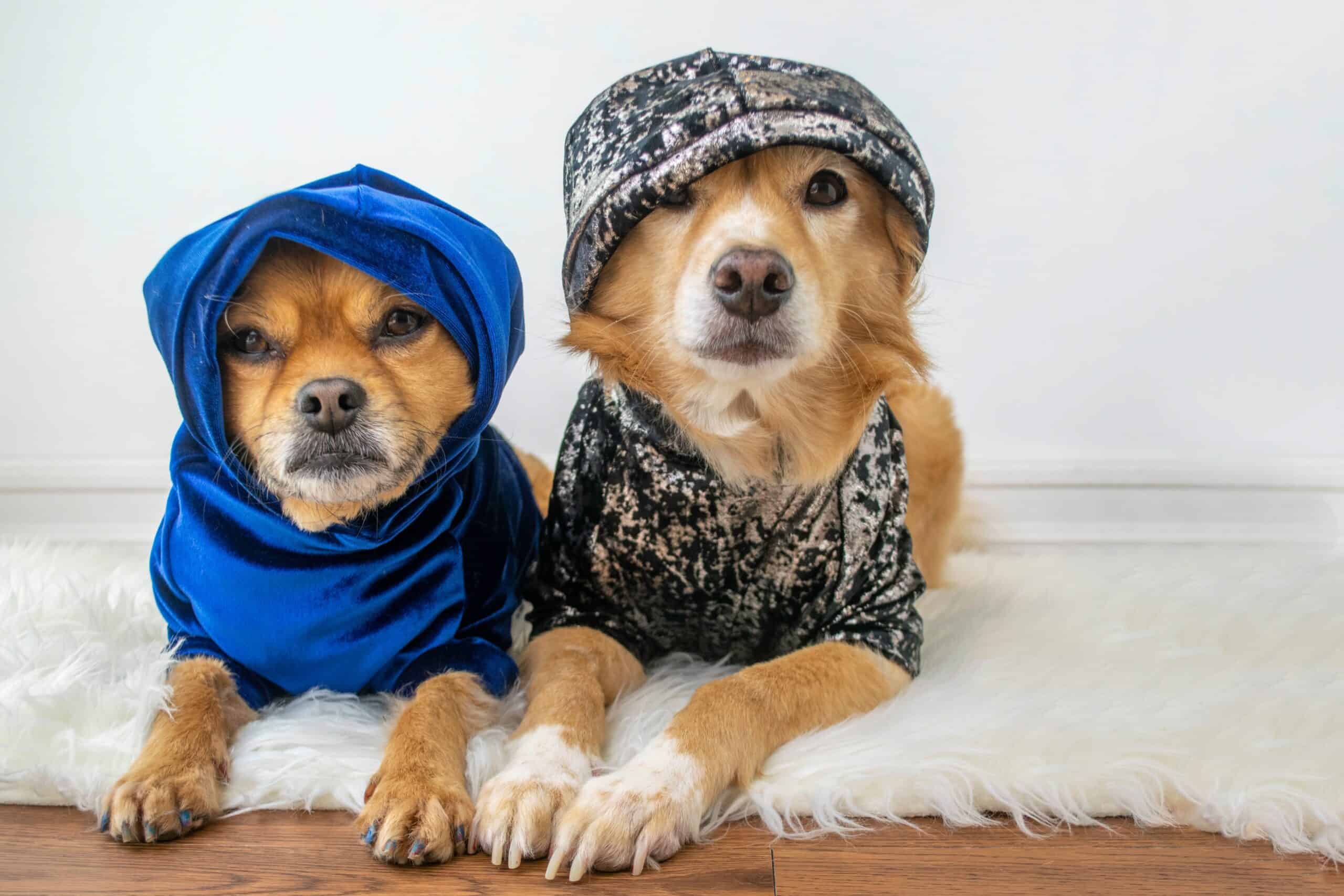 Two adorable dogs in cozy outfits sitting indoors, ready for a dark-evening walk in LED collars