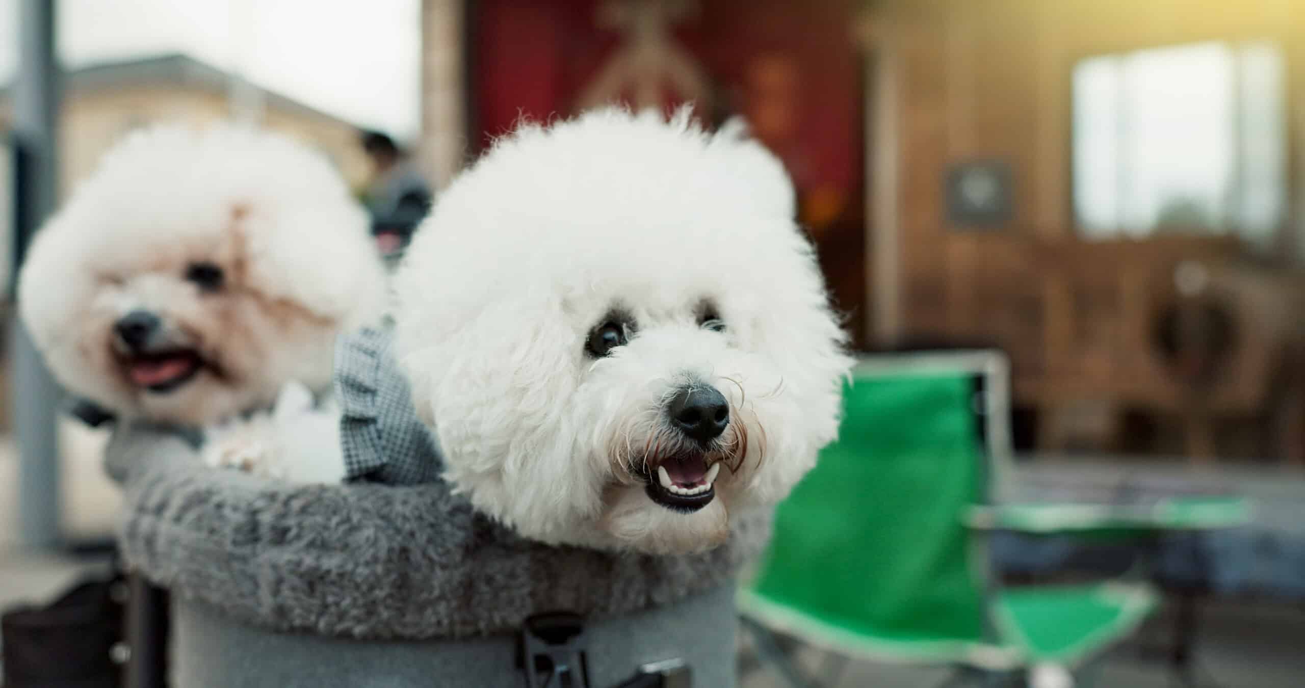 Two adorable fluffy white Bichon Frise dogs looking happy after a grooming session