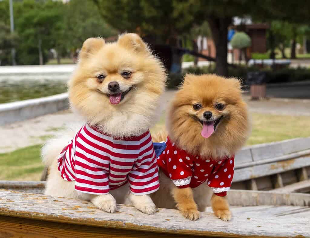 Two Pomeranian dogs in fashionable striped and polka dot outfits, wearing fancy designer pet ID tags