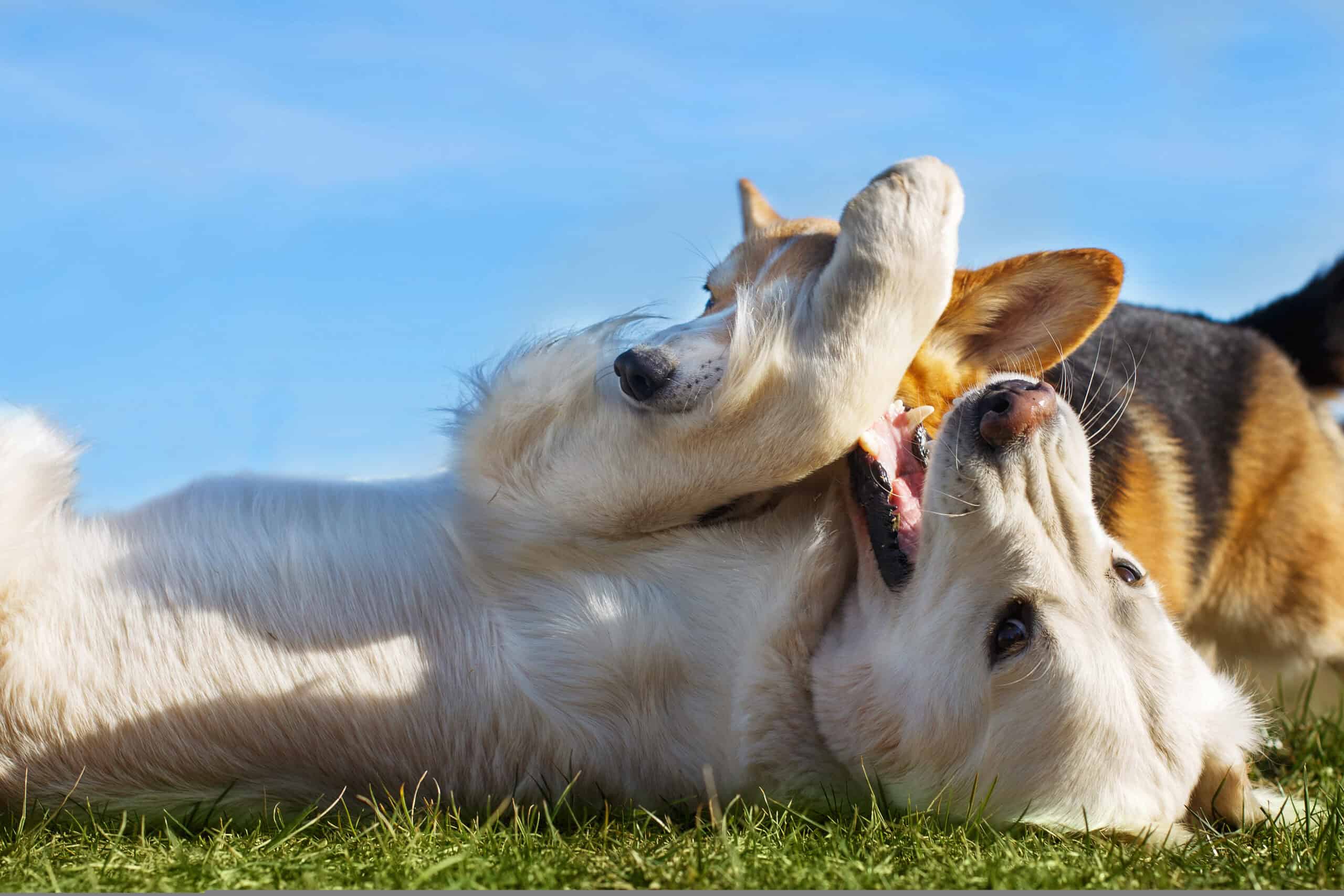 Adorable corgi and golden retriever playing together in spring grass, prime allergy season