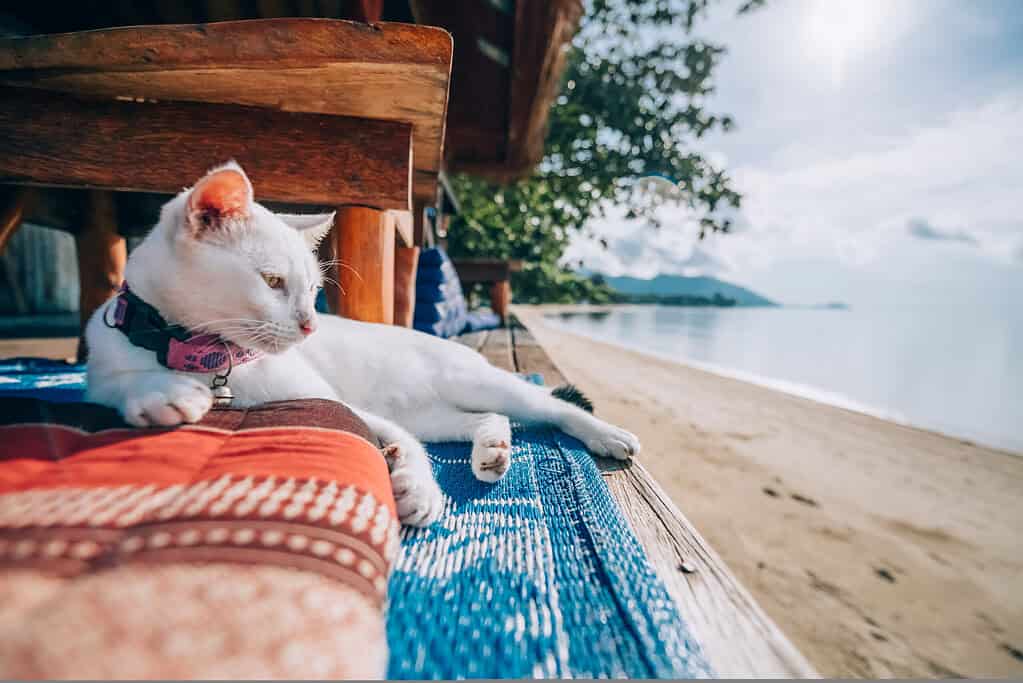 Adorable white cat with a pink collar lounging on a beach chair by the sea on a sunny day