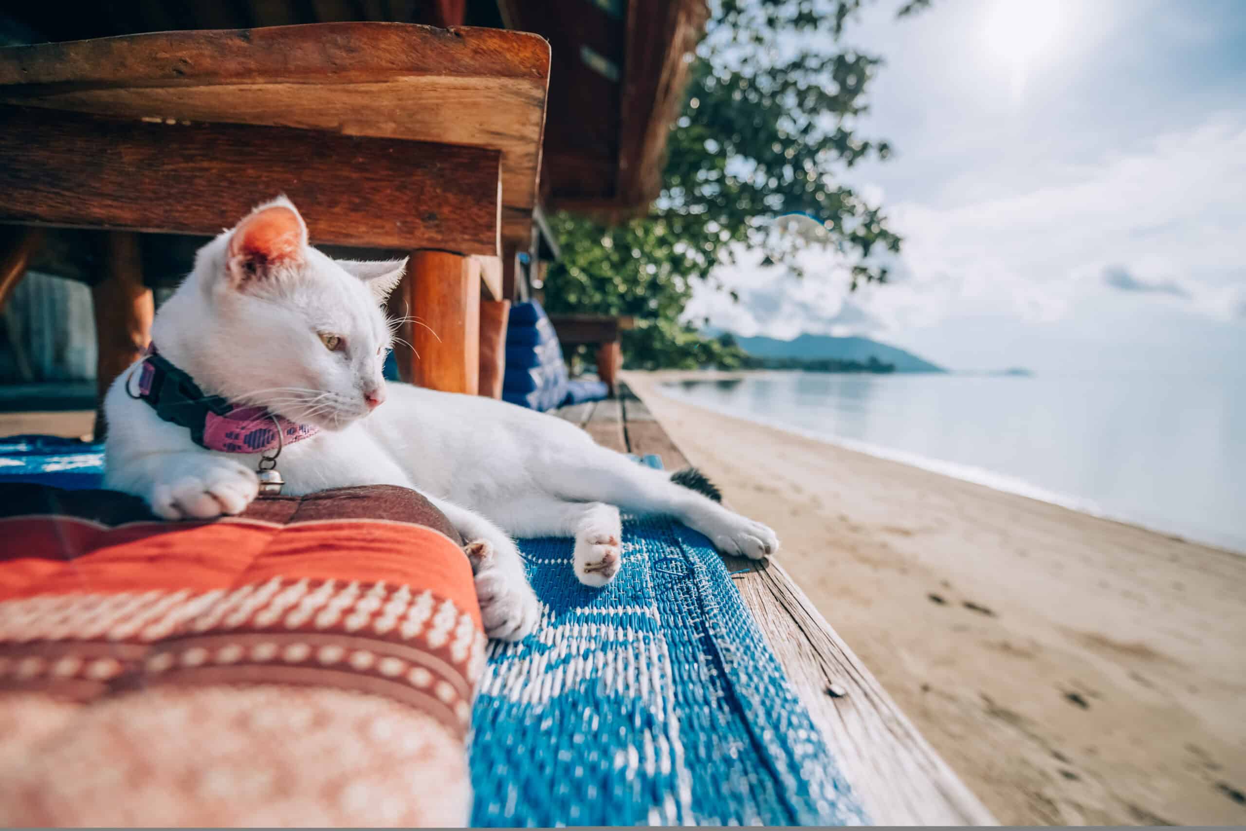 Adorable white cat with a pink collar lounging by the sea on a sunny afternoon