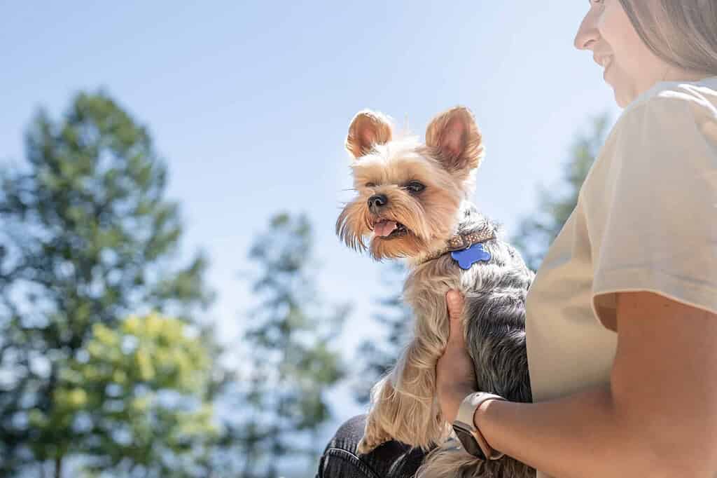 Woman holding small dog in park on sunny day.