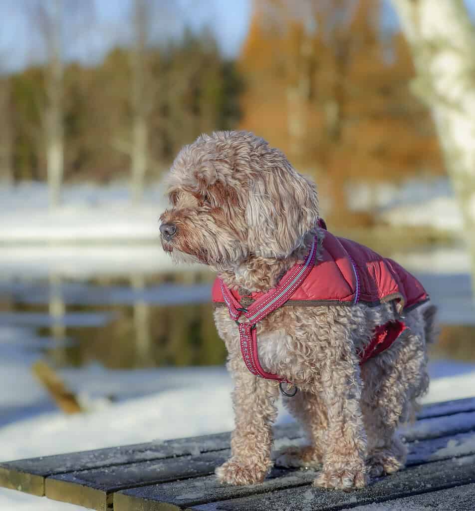Dog wearing a red winter coat standing on a dock near a lake.
