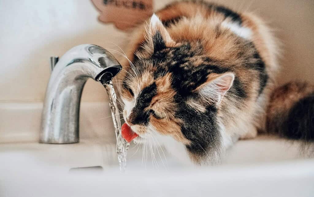 Adorable calico cat happily drinking from a running bathroom faucet, proving cats like water on their own terms