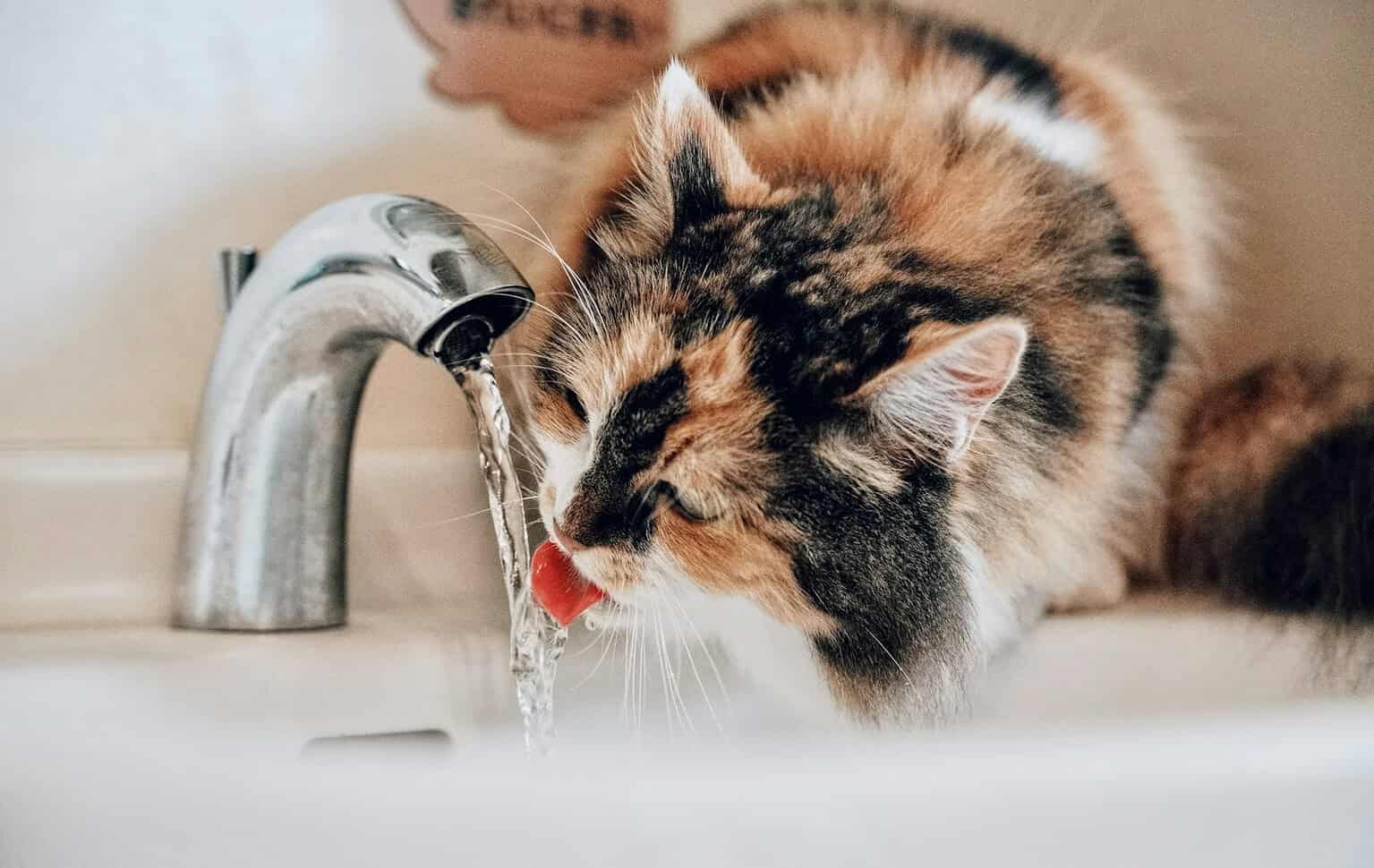 Adorable calico cat happily drinking from a running bathroom faucet, proving cats like water on their own terms