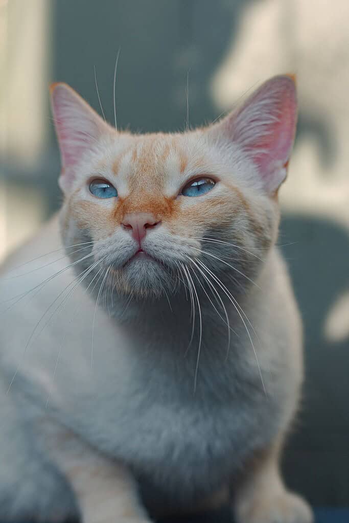 Adorable cream and ginger cat with blue eyes sitting indoors near a clean litter area