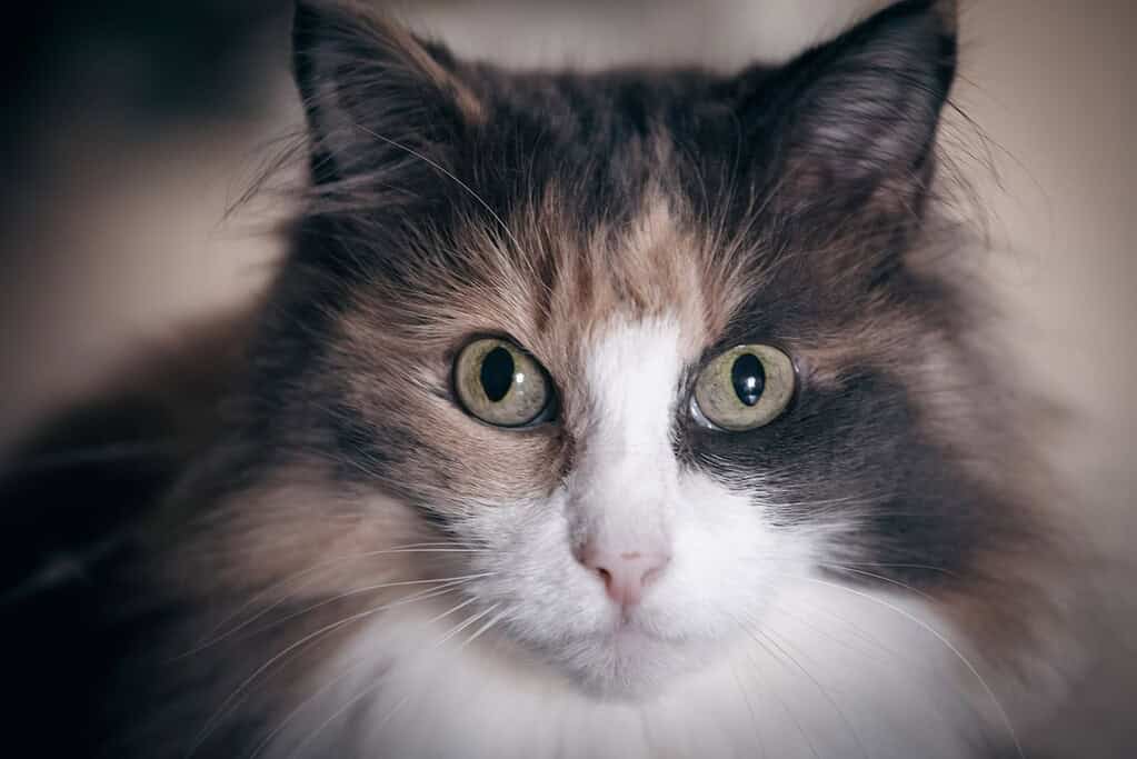 Adorable fluffy calico cat close-up with big round eyes and a clean, dry chin