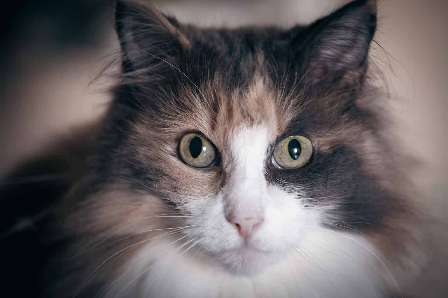 Adorable fluffy calico cat close-up with big round eyes and a clean, dry chin
