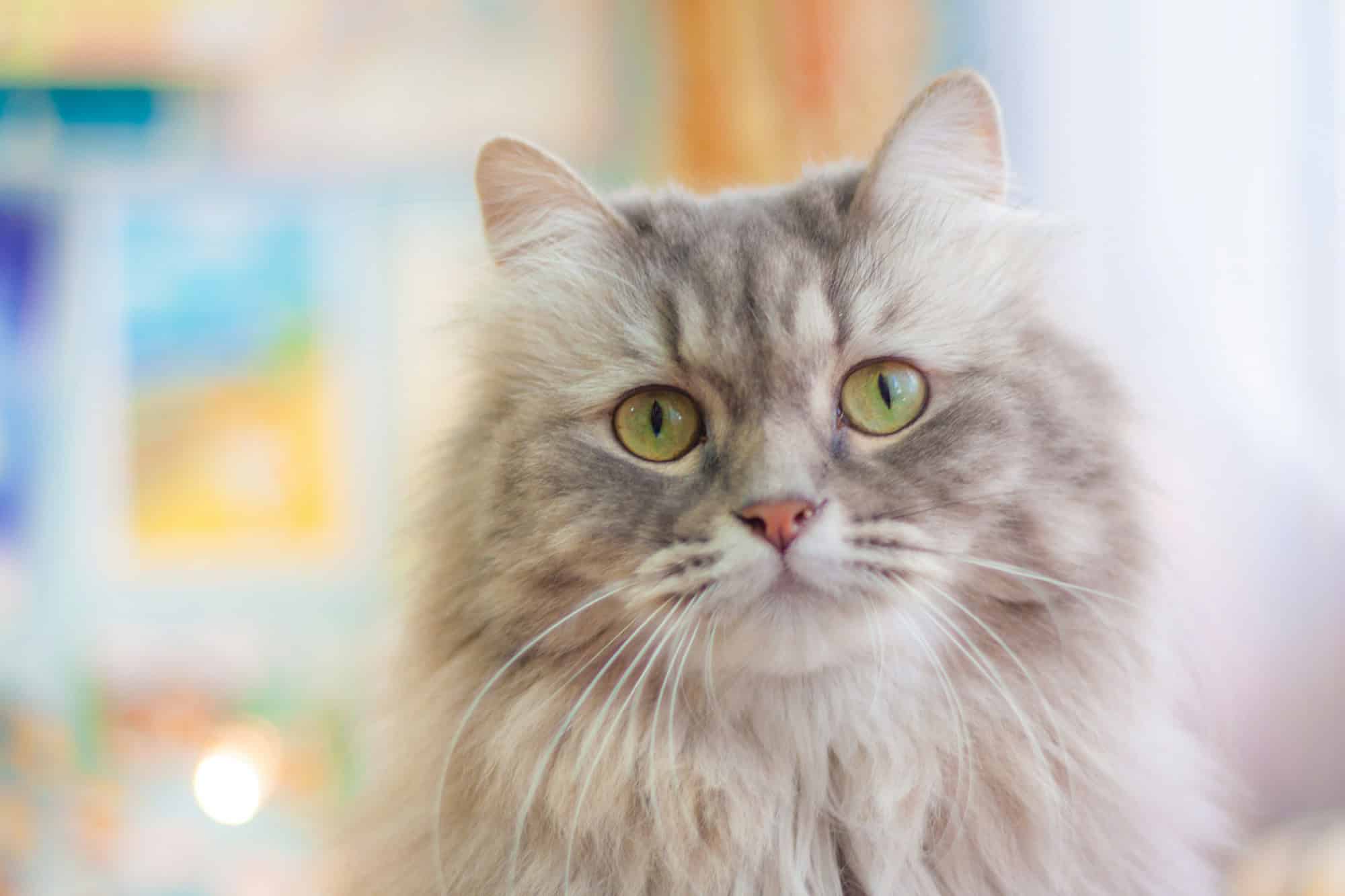 Adorable fluffy silver longhaired cat with big green eyes and a thick, healthy coat looking at the camera