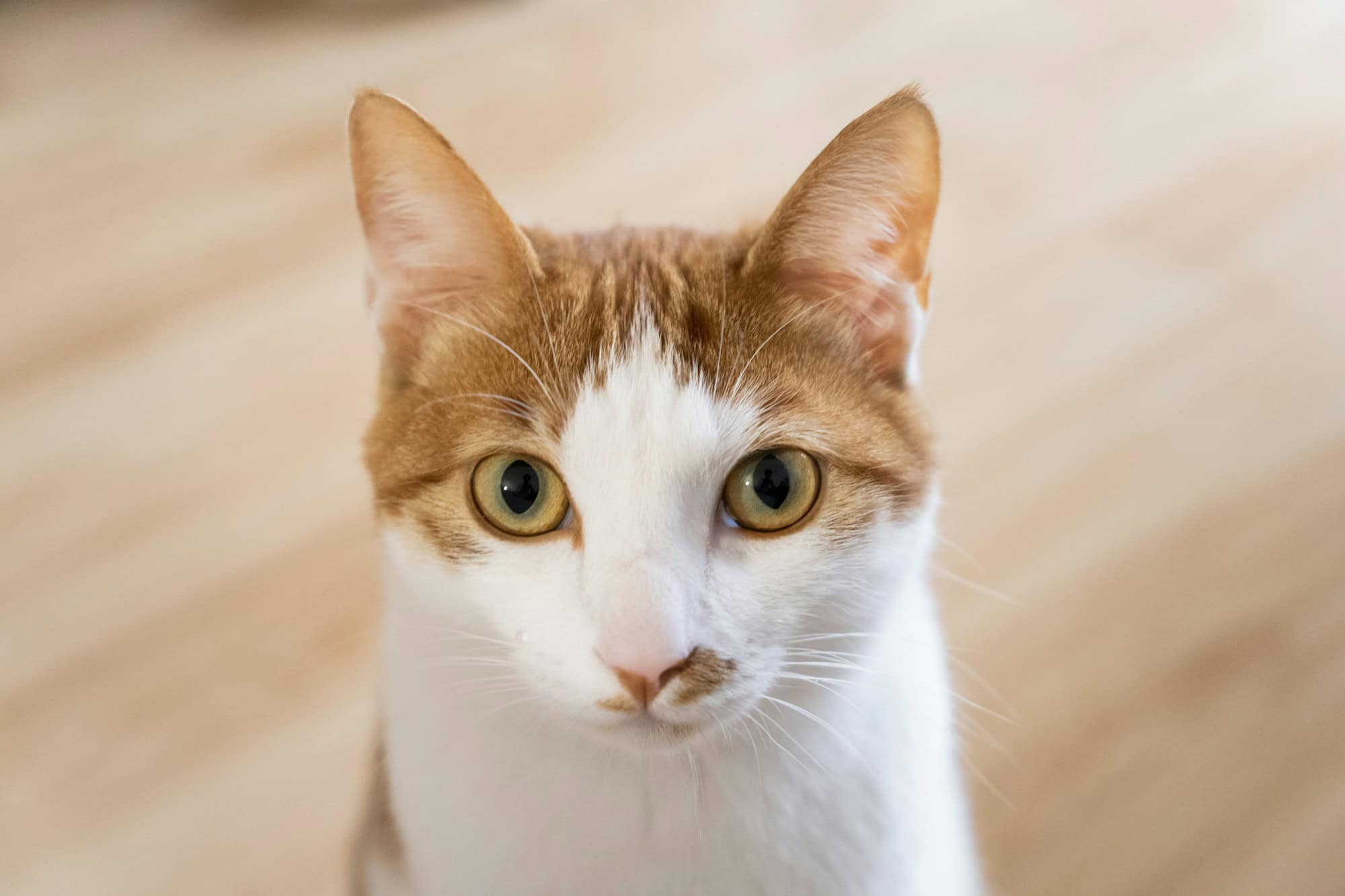 Adorable ginger and white cat looking up indoors in a home kept free of lilies