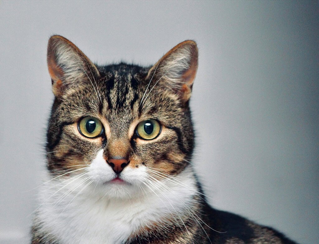Adorable tabby and white cat with bright green eyes sitting up, healthy and settled after a probiotic