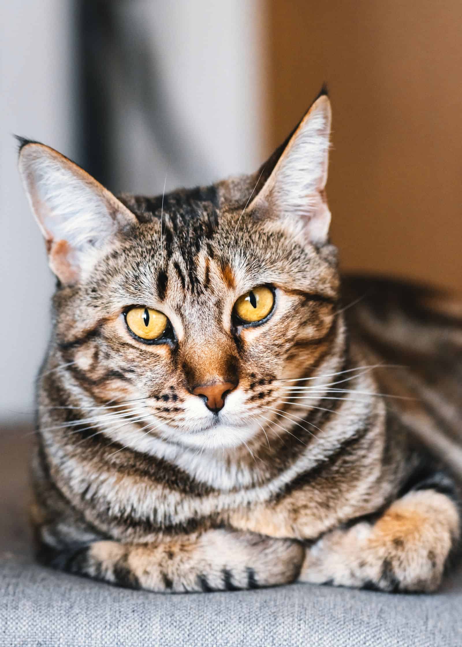 Adorable tabby cat sitting in a loaf position with bright golden eyes, waiting for a treat