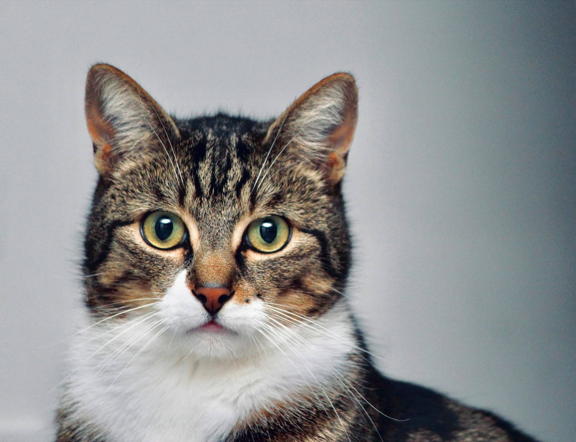Adorable tabby and white cat with bright green eyes looking straight at the camera
