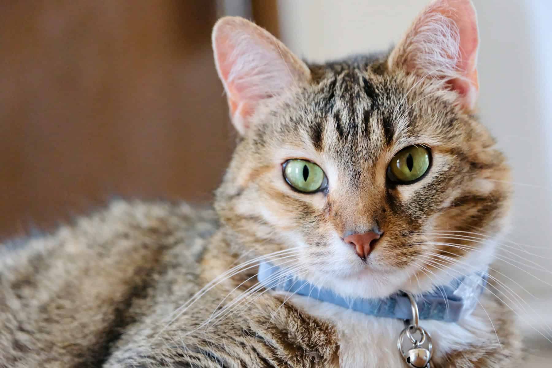 Adorable tabby cat with green eyes wearing a light blue breakaway cat collar with an ID tag