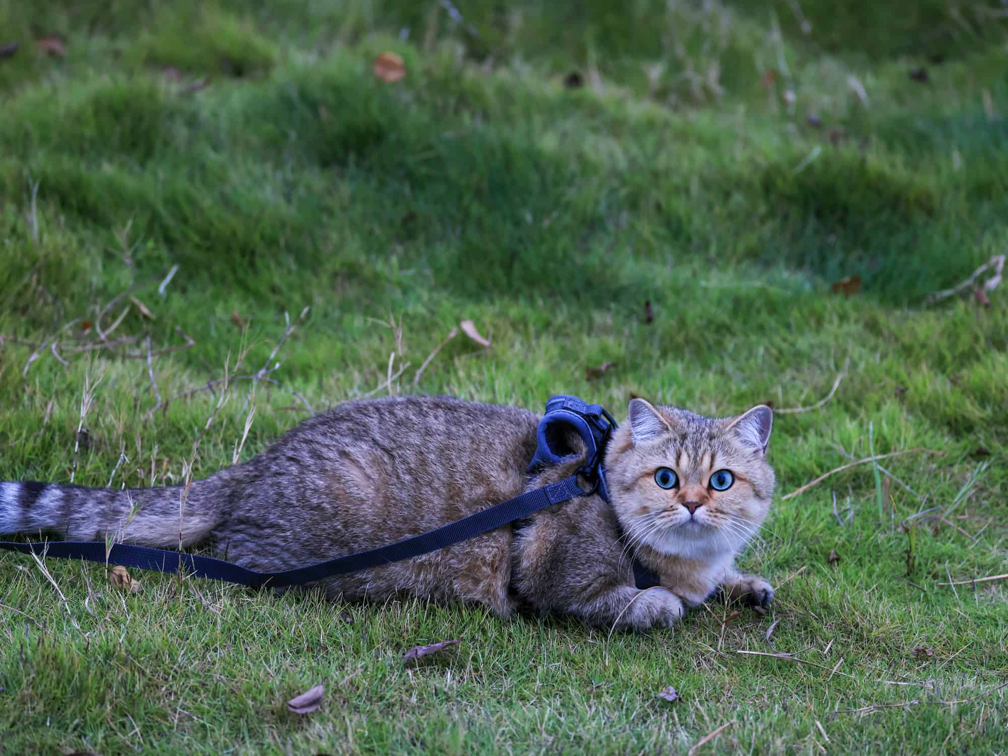 Adorable tabby cat in a blue harness and leash lying on green grass looking at the camera