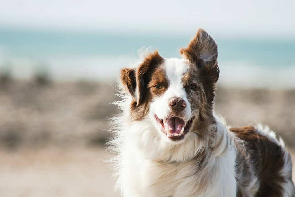 Dog at the beach with a designer acrylic pet ID tag.