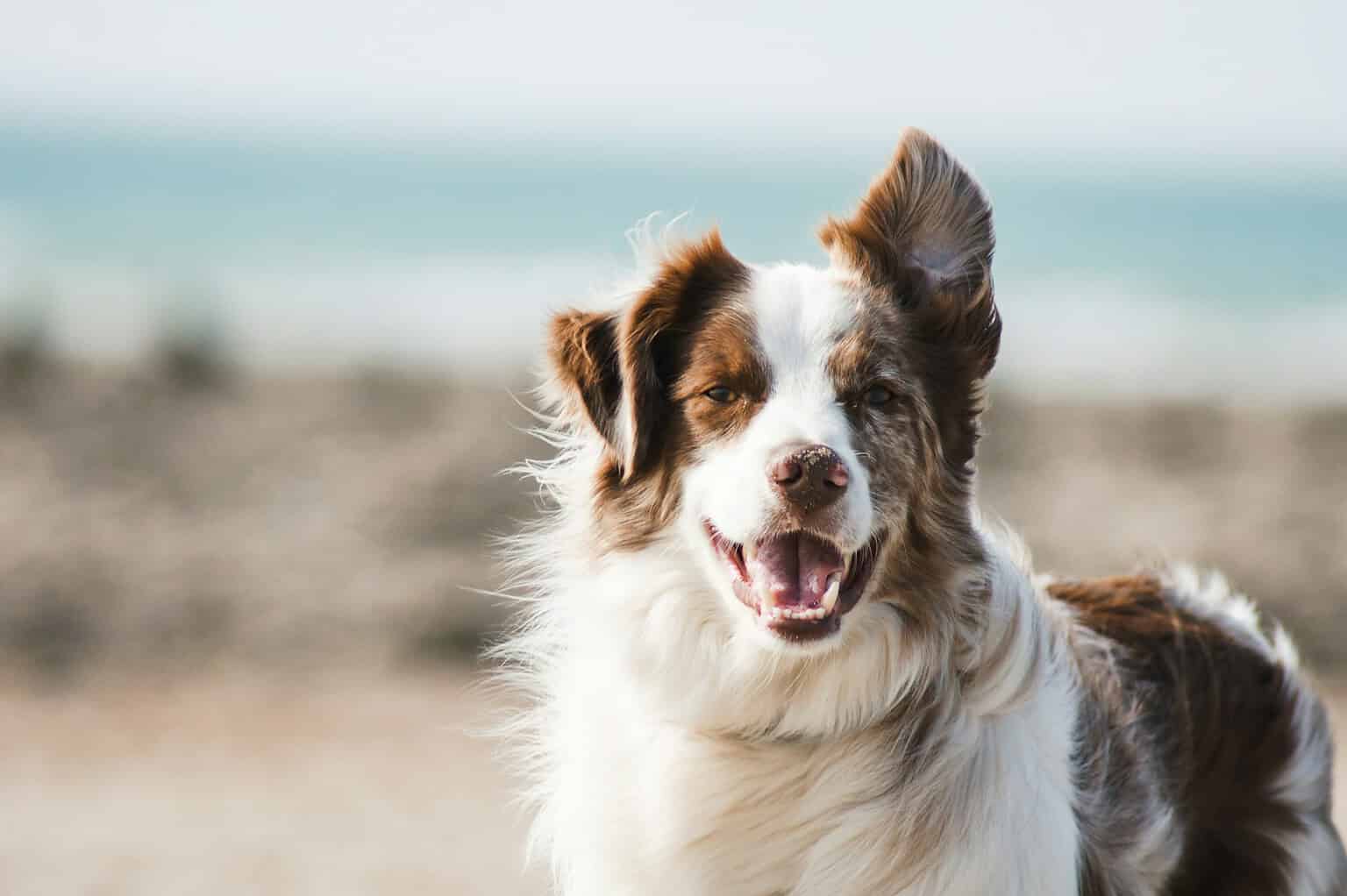 Dog at the beach with a designer acrylic pet ID tag.