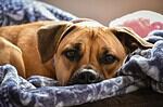 Adorable dog lying on a soft blanket with a relaxed expression.