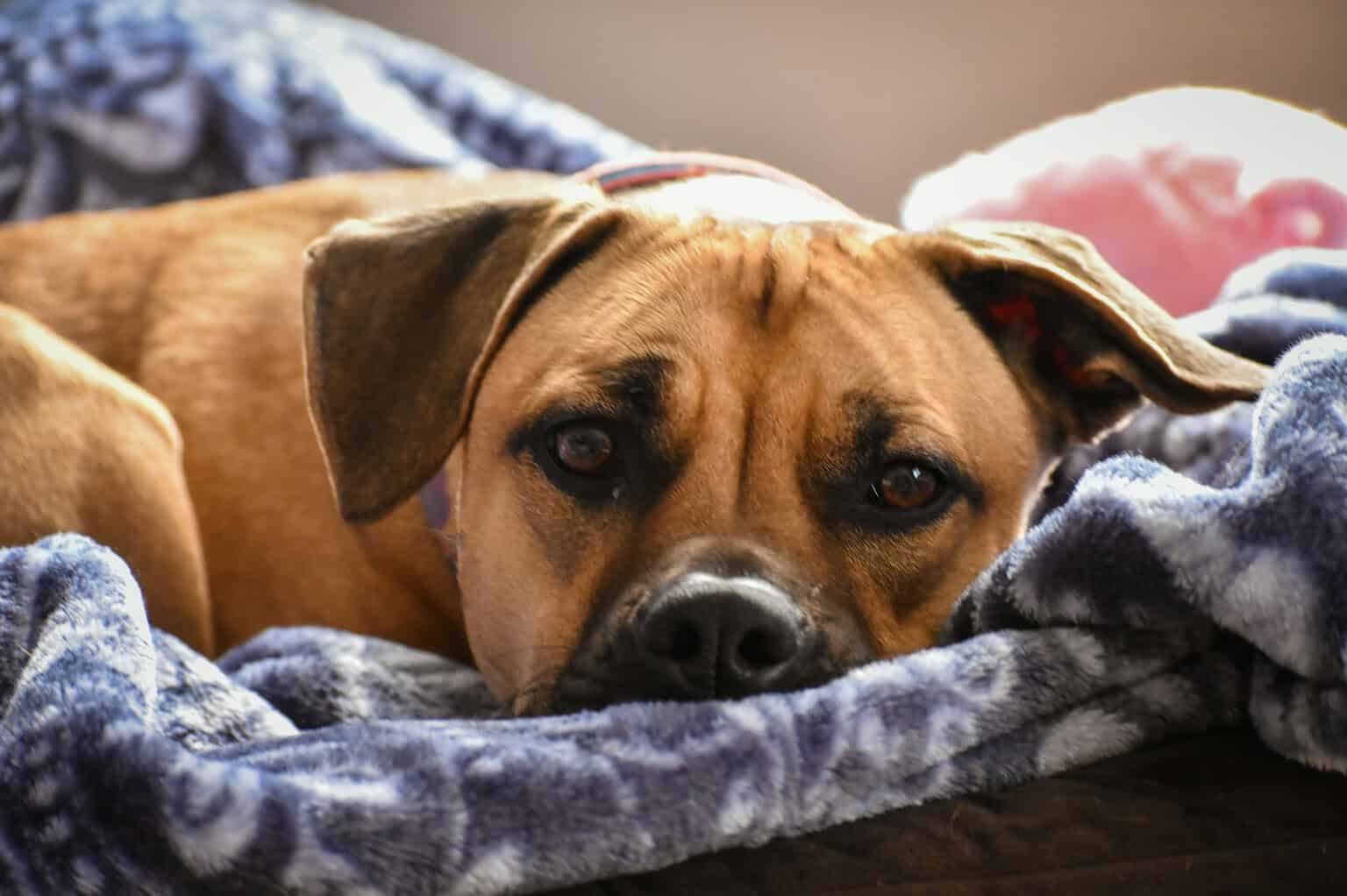 Adorable dog lying on a soft blanket with a relaxed expression.