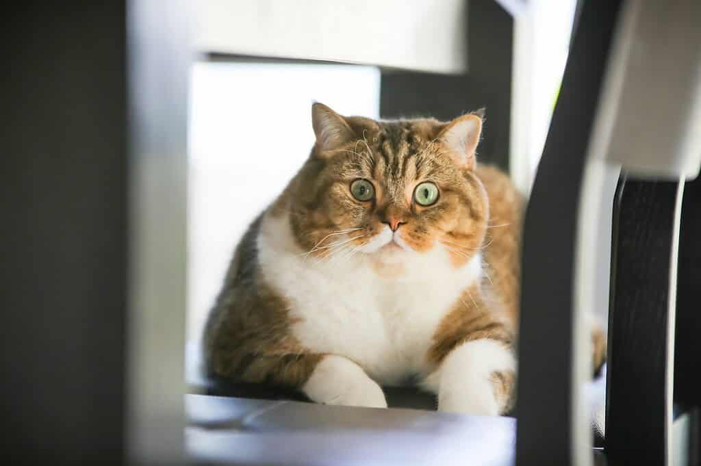 Adorable tabby cat lying on a chair with green eyes.