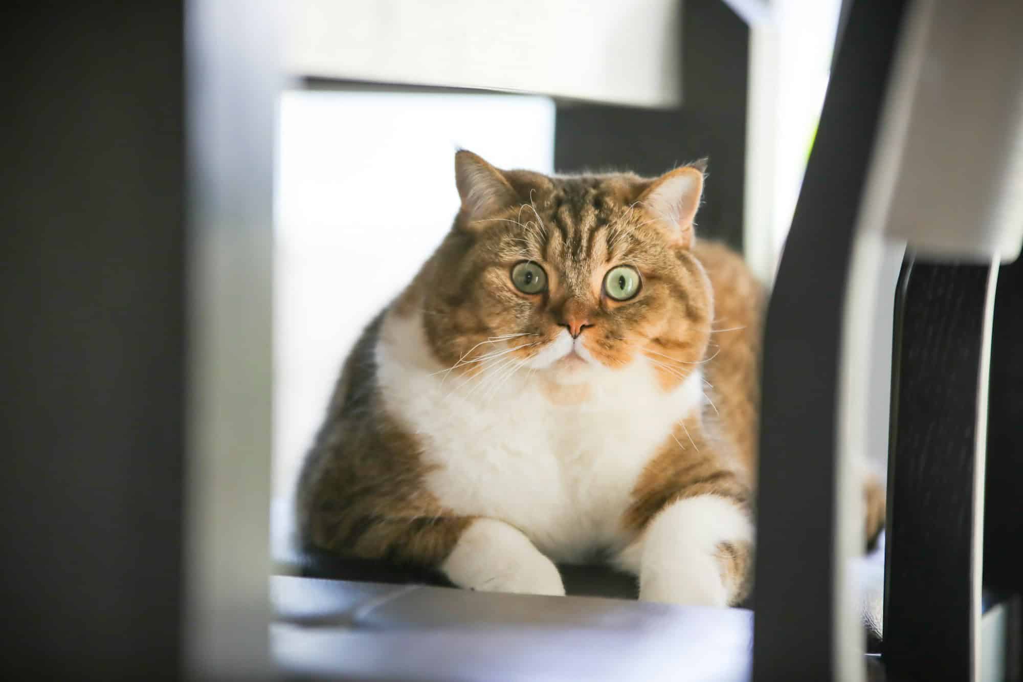 Adorable chubby ginger and white tabby cat sitting indoors looking at the camera