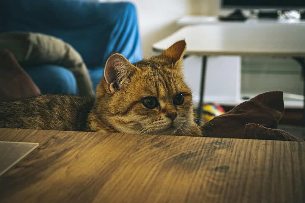 Adorable tabby cat peeking over a wooden table edge, about to knock something off