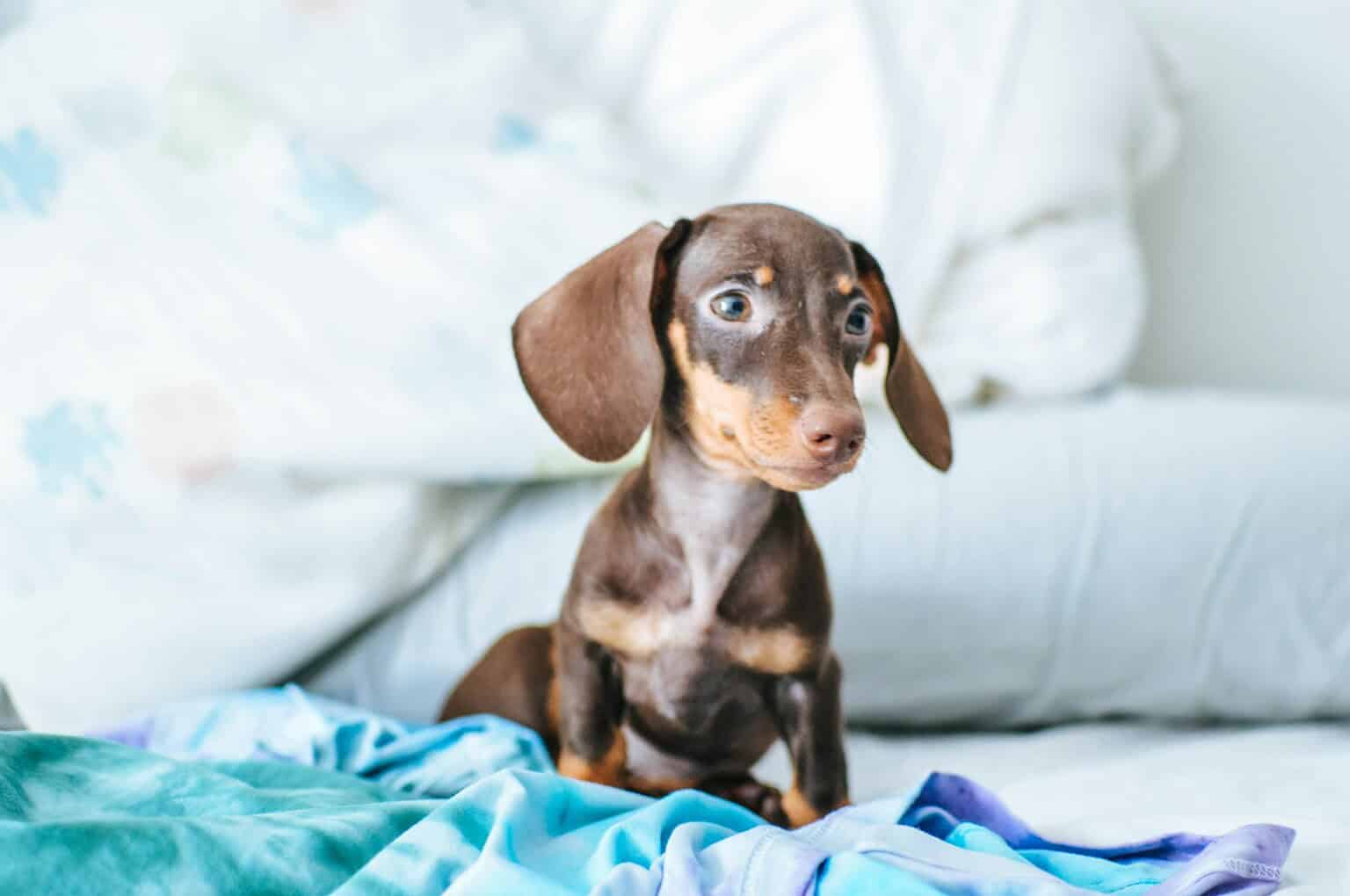 Cute dachshund puppy sitting on bed with colorful blankets and pillows.