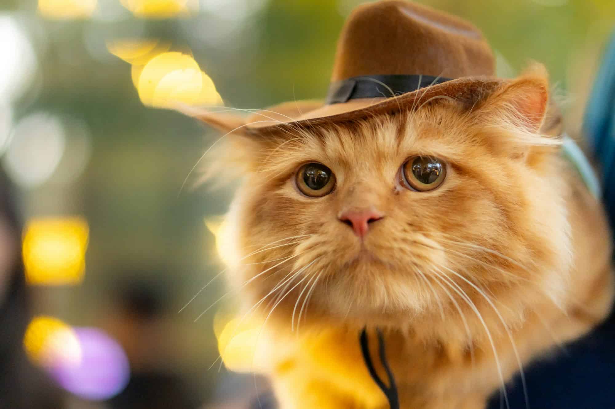 Adorable fluffy orange cat wearing a little cowboy hat Halloween costume