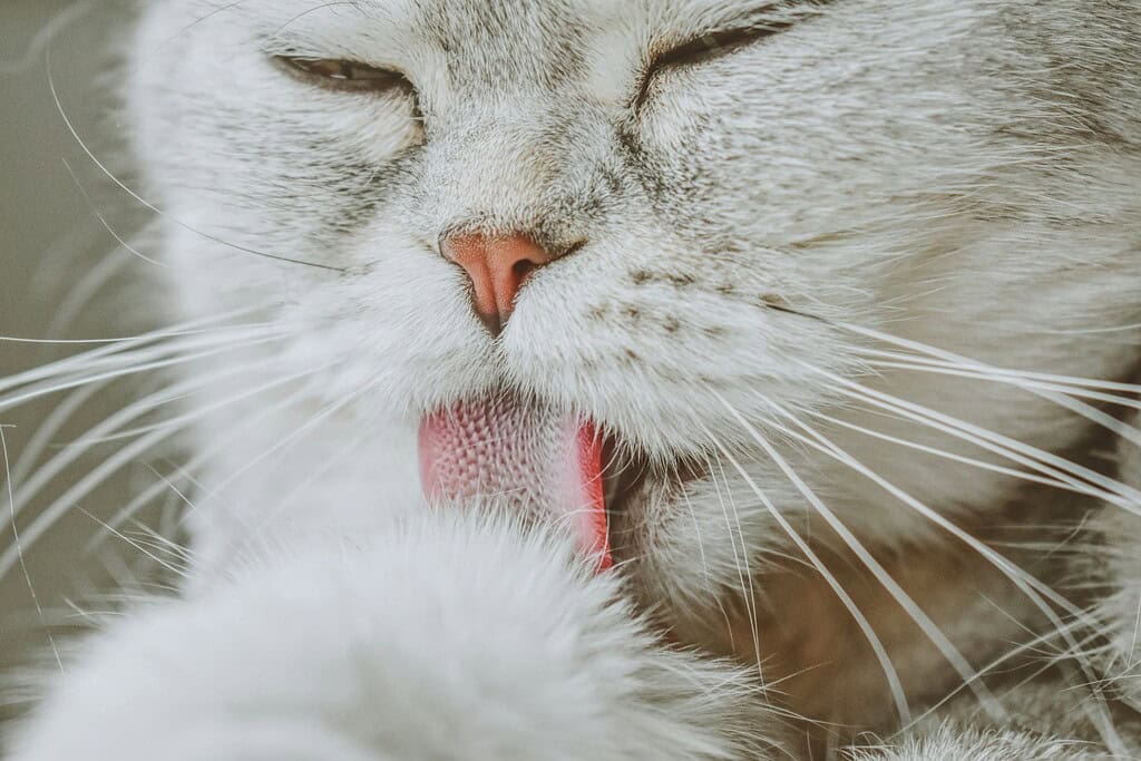 Adorable fluffy white cat grooming itself with its tongue out, the habit behind cat hairballs