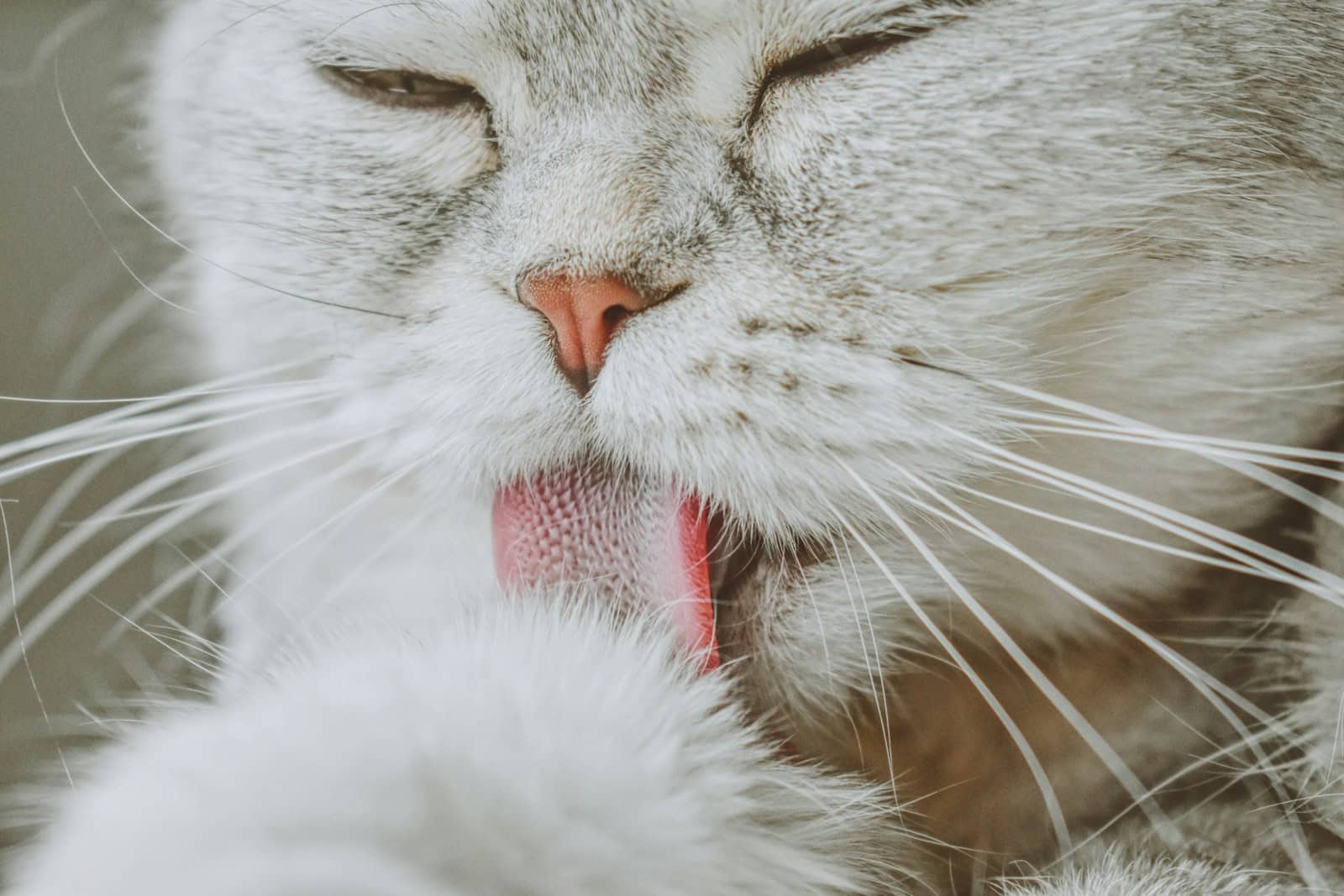 Adorable fluffy white cat licking its thick coat during shedding season