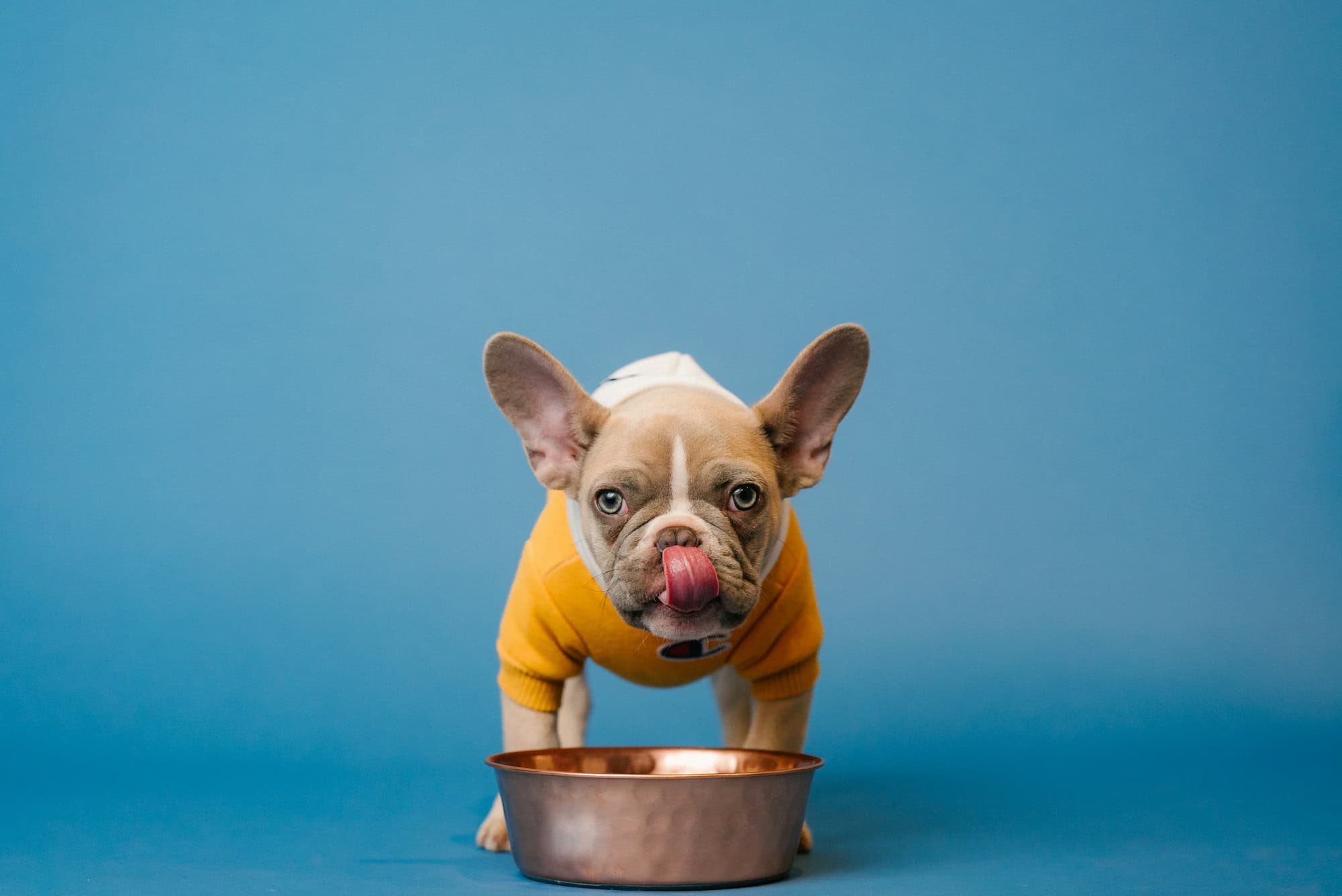 Adorable French bulldog puppy in a yellow sweater licking its lips over a copper water bowl