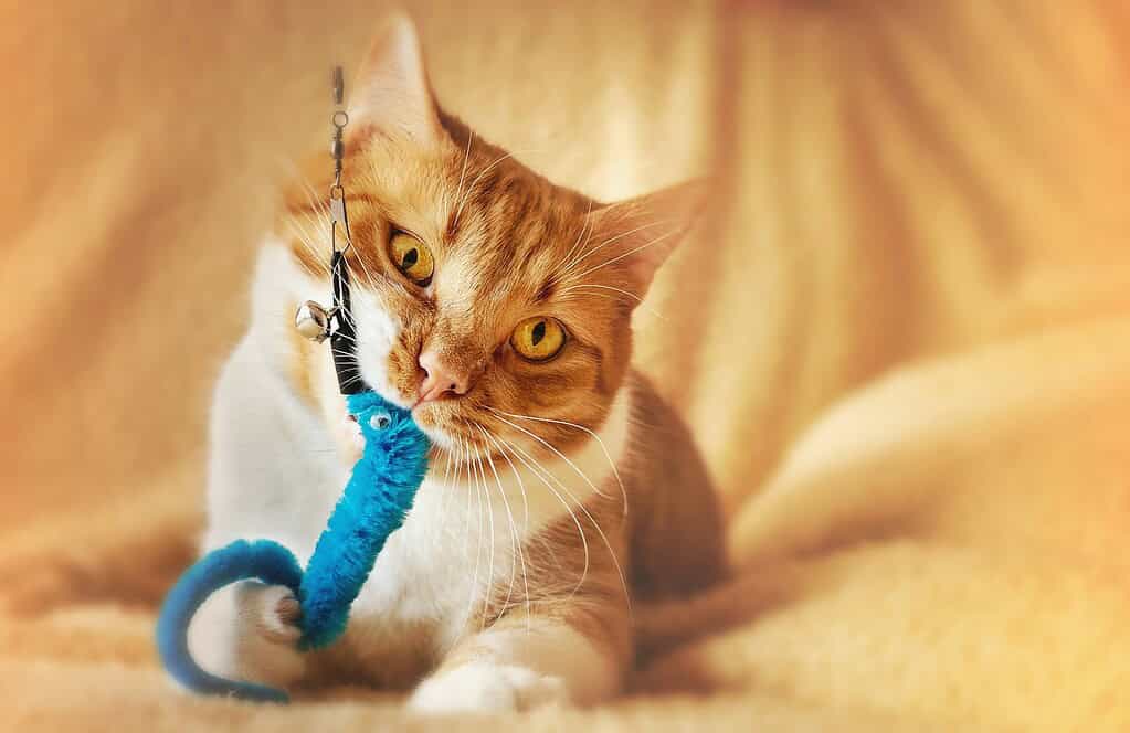 Orange tabby cat with yellow eyes playing with blue toy.