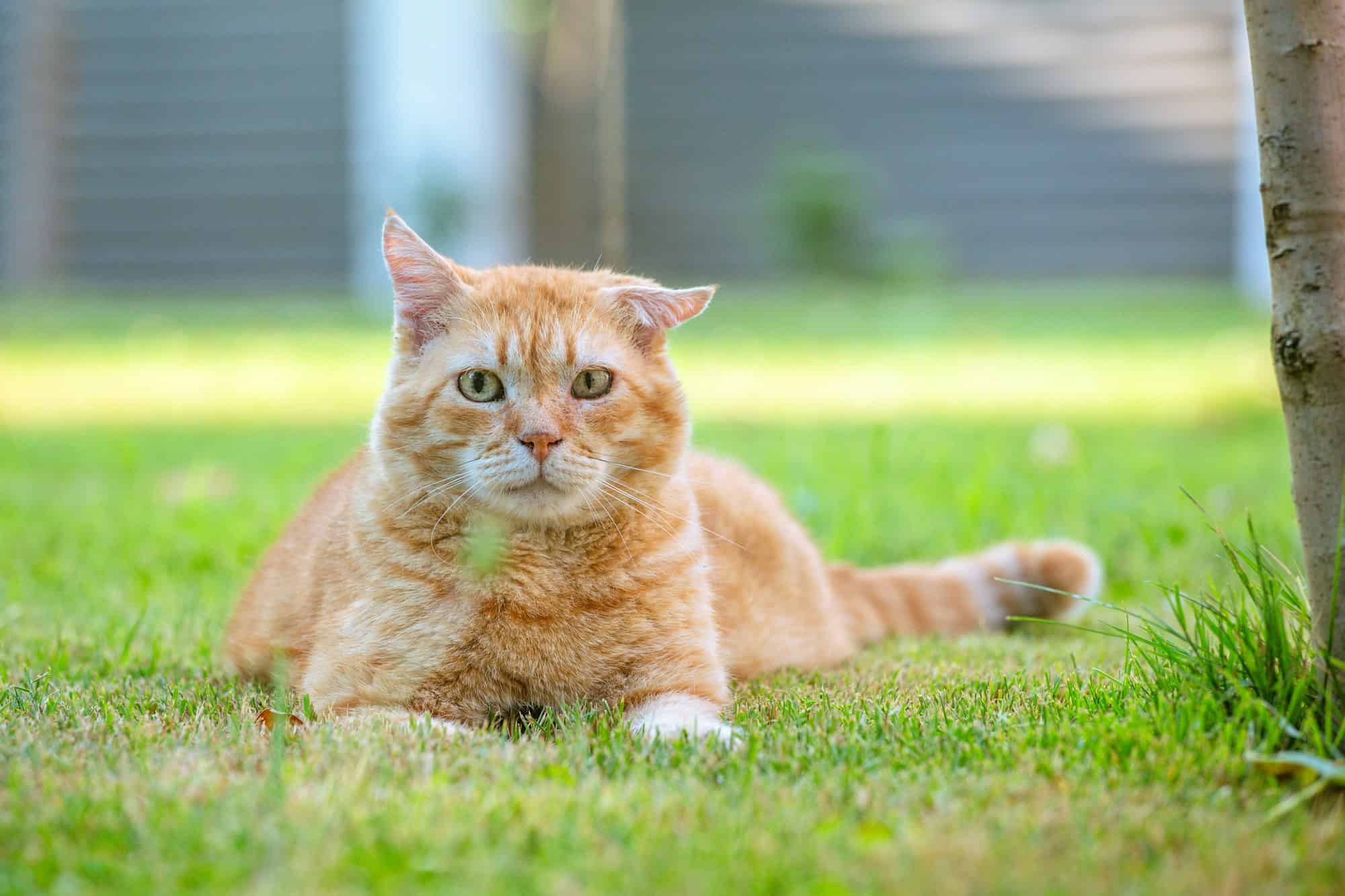 Adorable ginger tabby cat lying on a sunny green lawn looking straight at the camera