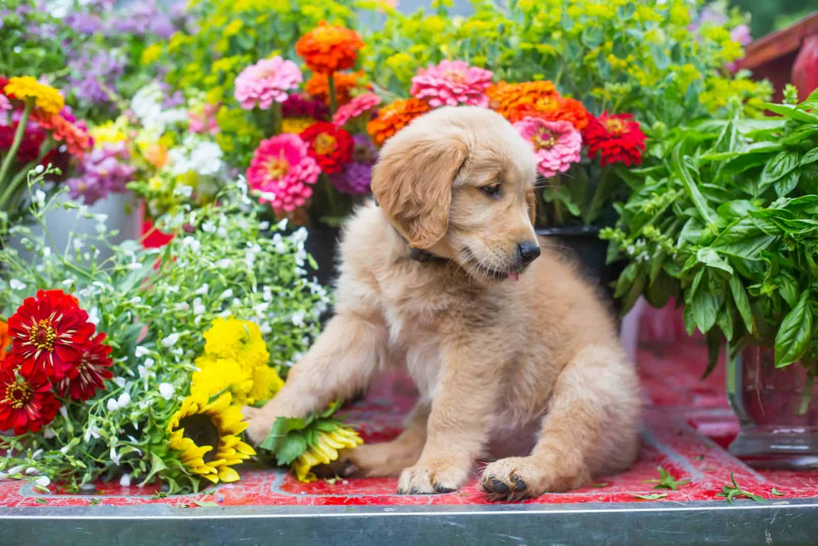 Adorable golden retriever puppy sitting among bright spring flowers in a garden