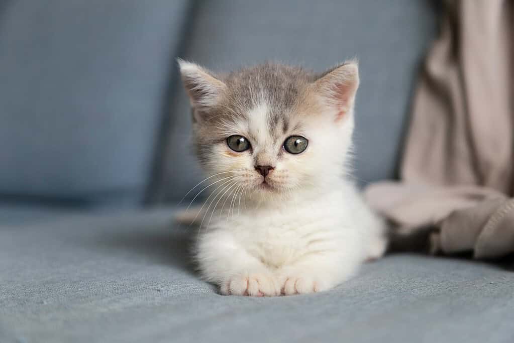 Cute gray and white kitten sitting on a blue couch.