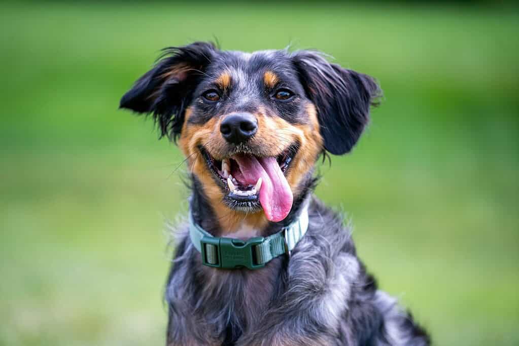 Dog with designer acrylic NFC pet ID tag in a park.