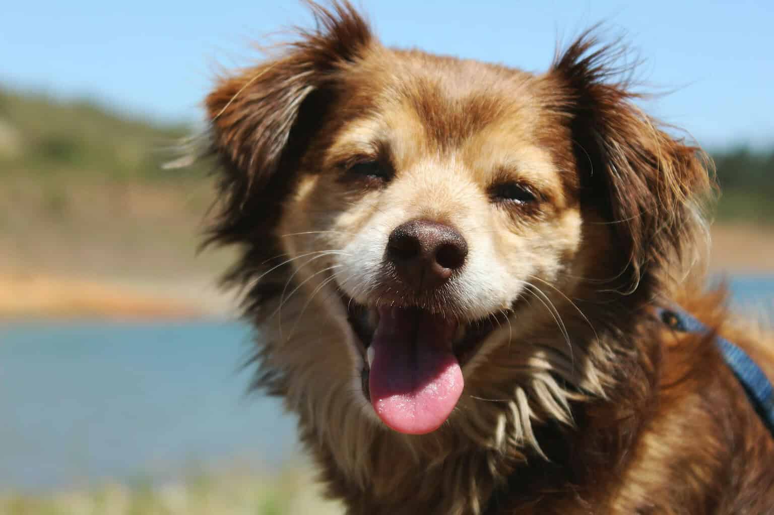 Close-up of a happy dog with a designer pet ID tag.