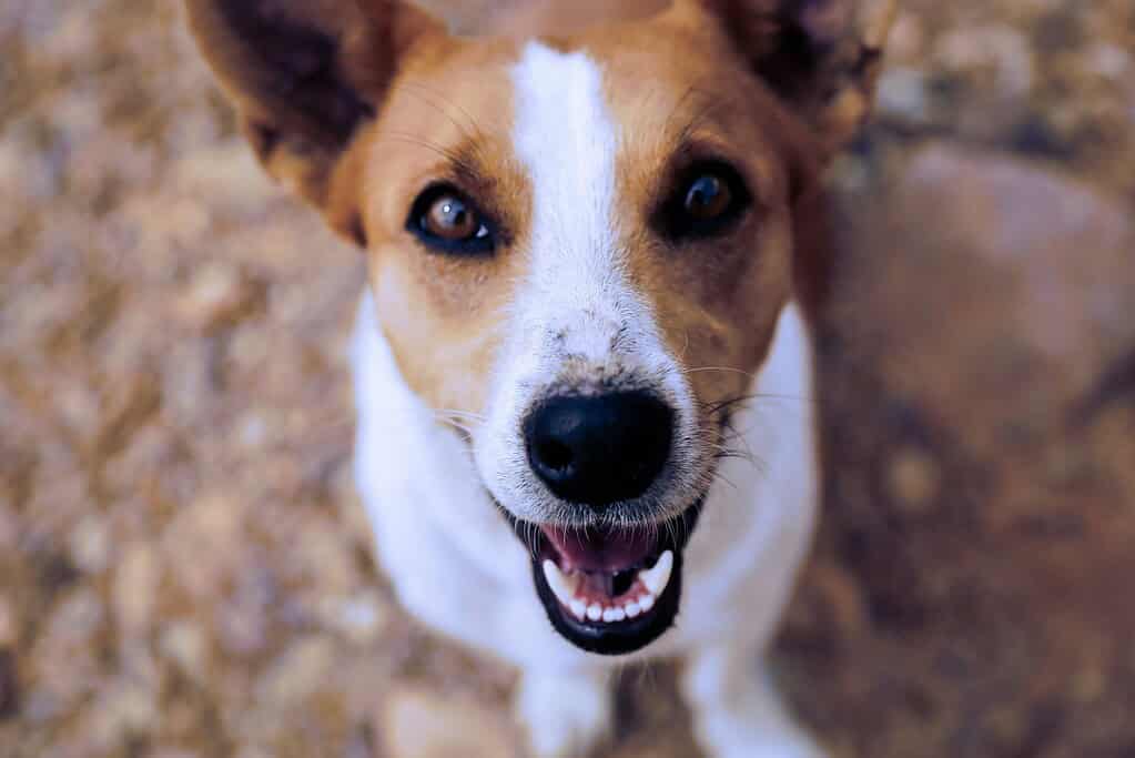 Close-up of a happy dog with bright eyes and open mouth.