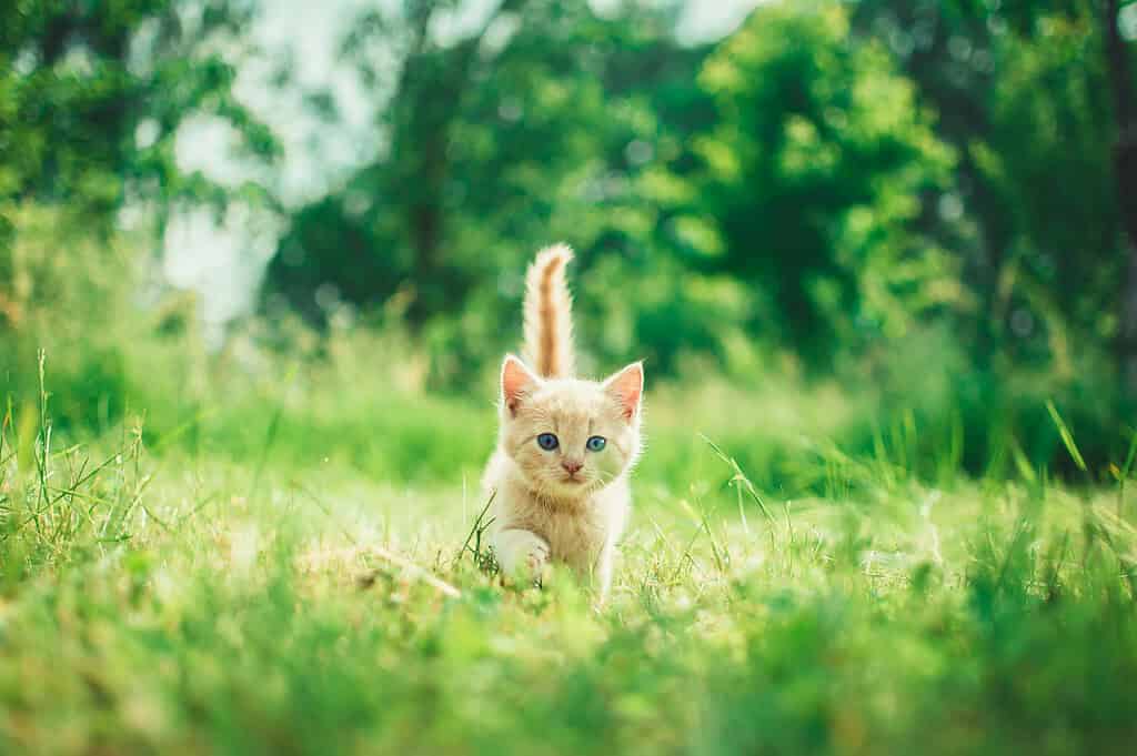 Adorable orange kitten exploring a lush green field outdoors.