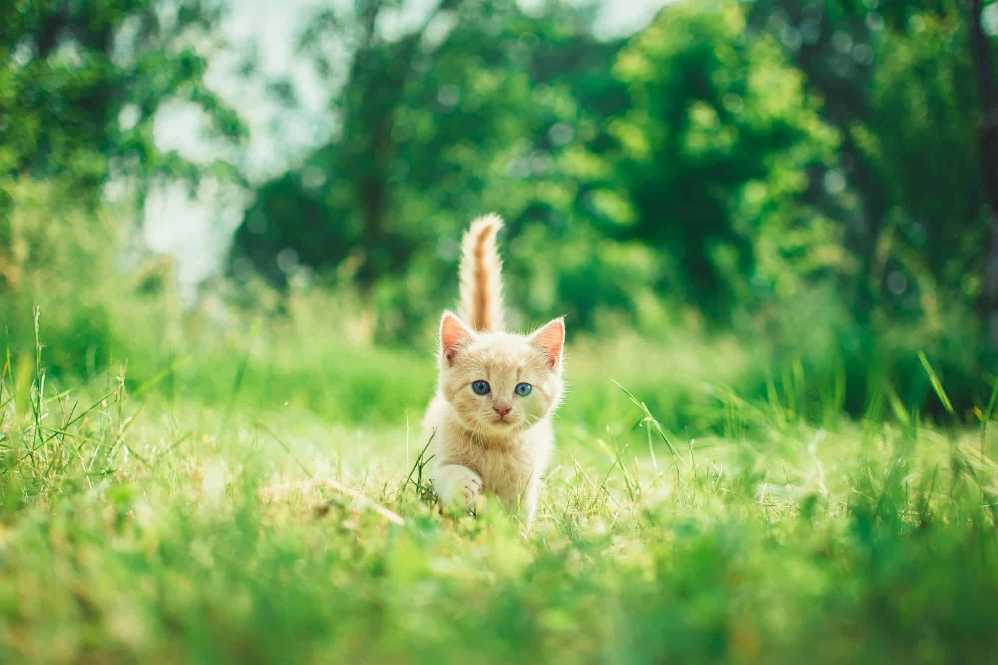 Adorable orange tabby kitten trotting through green grass with its tail held straight up in a happy greeting