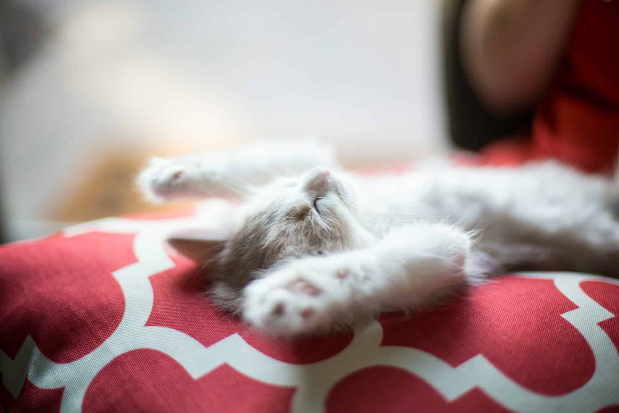 Adorable fluffy kitten lying belly-up and relaxed on a red and white patterned cushion
