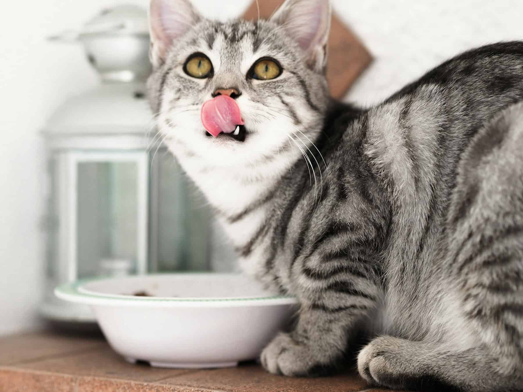 Adorable silver tabby indoor cat licking its lips beside a full food bowl
