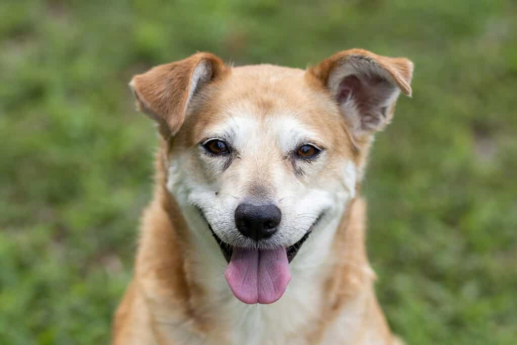 Close-up of a happy dog with a pet ID tag on its collar.