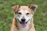 Close-up of a happy dog with a pet ID tag on its collar.