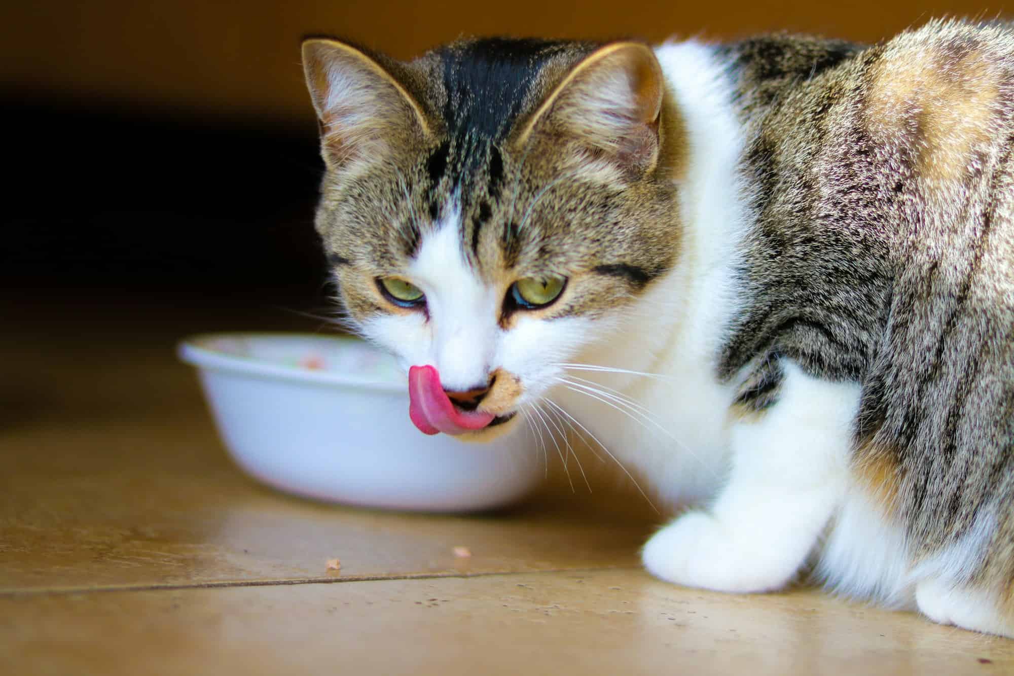 Adorable tabby and white cat licking its lips beside a freshly filled food bowl