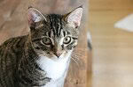Close-up of a tabby cat with green eyes looking at the camera.