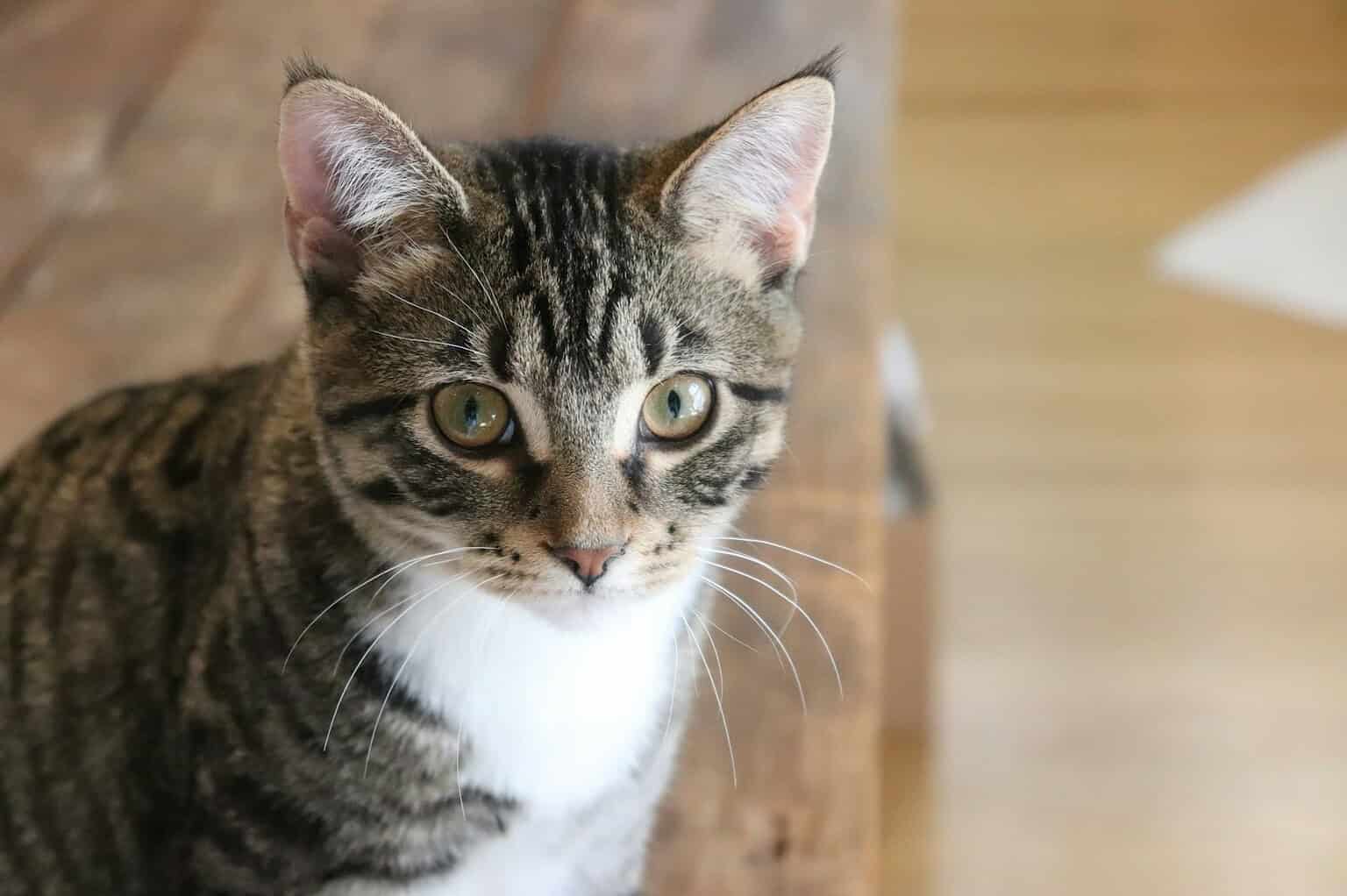 Close-up of a tabby cat with green eyes looking at the camera.